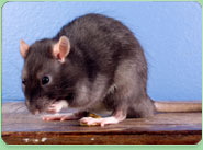 rat control Oldham